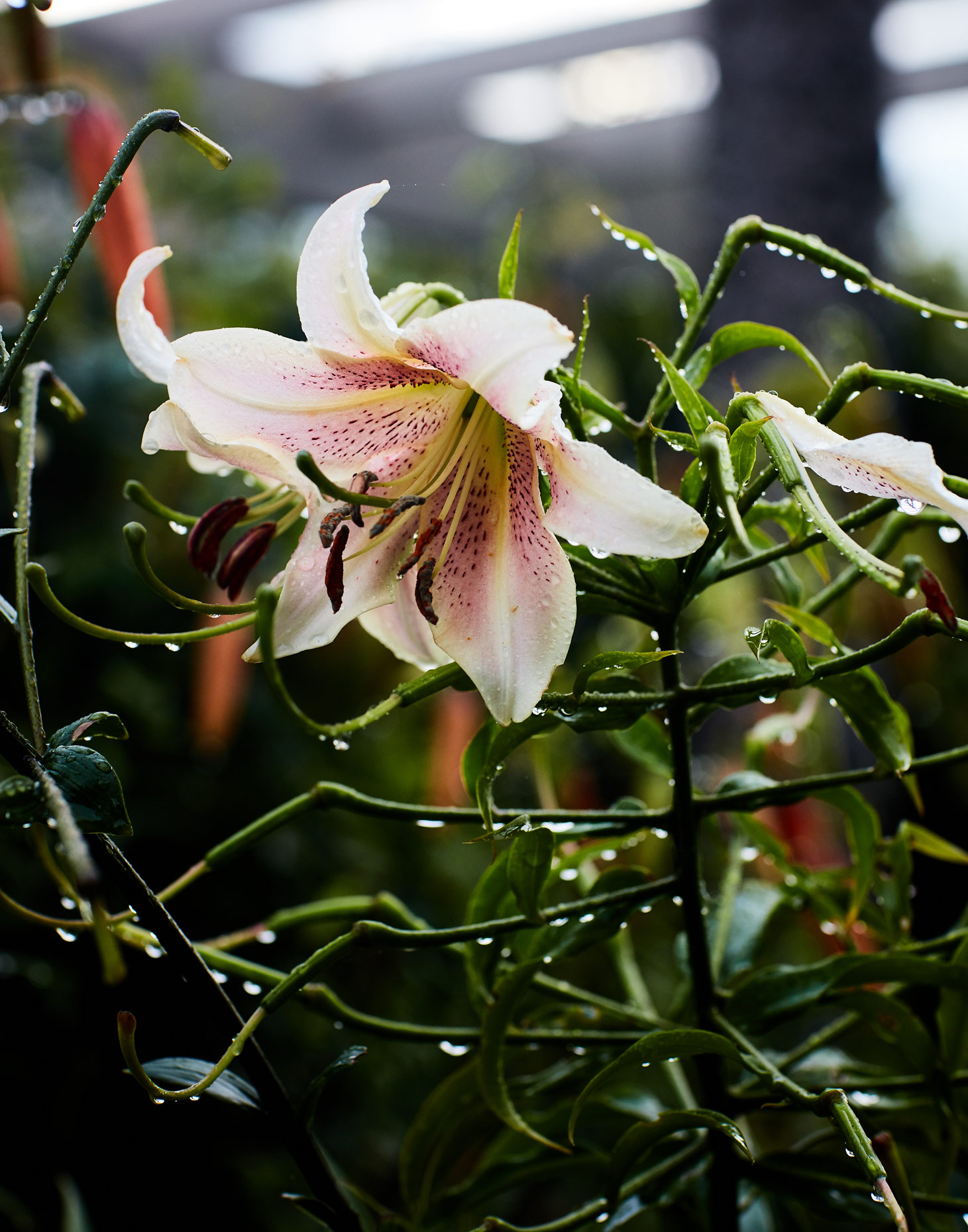 7985-JM-S01-Garden-0067