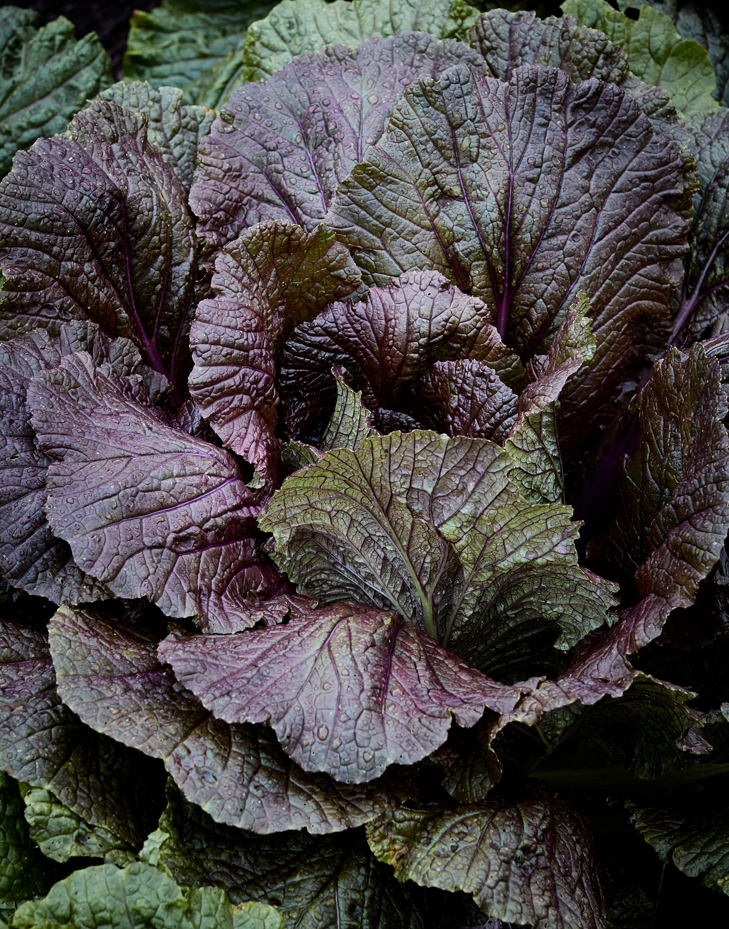 7985-JM-S02-Cabbage-0368