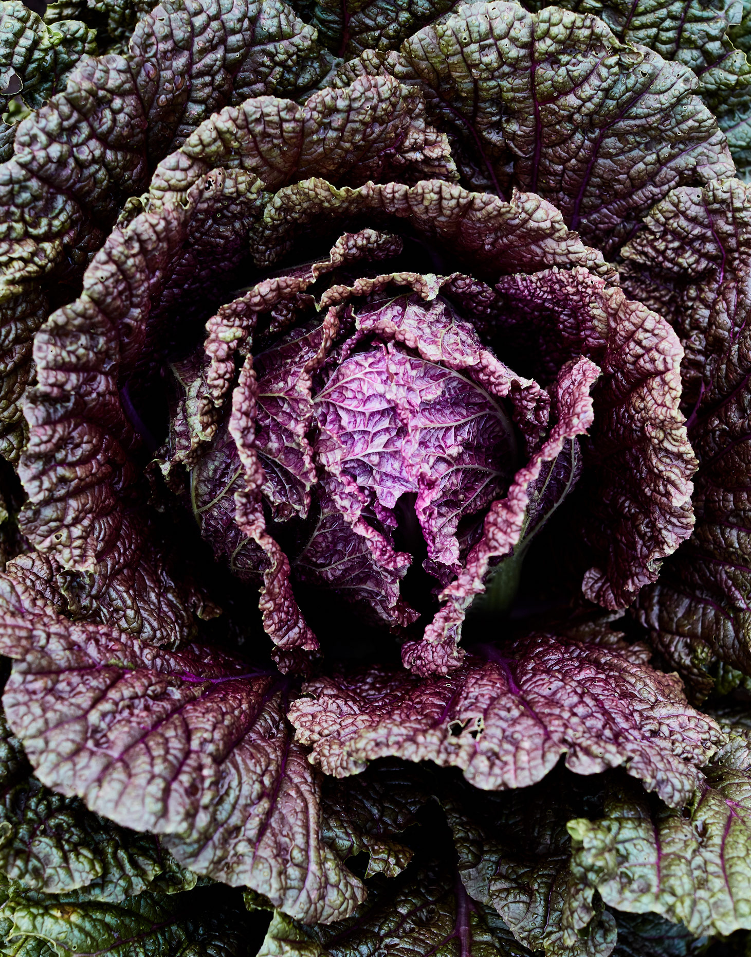 7985-JM-S02-Cabbage-0428