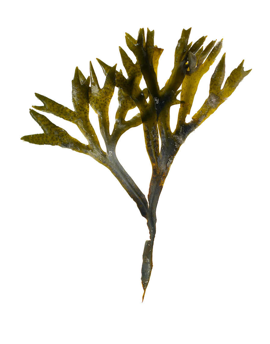 CI_009.jpg